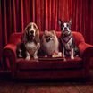 Three dogs on a red sofa with a box of Rennies