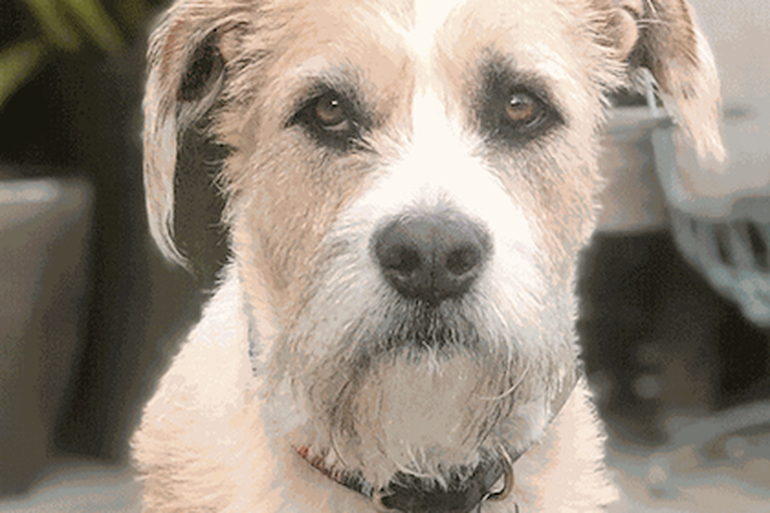 Stella, a Norfolk Terrier dog