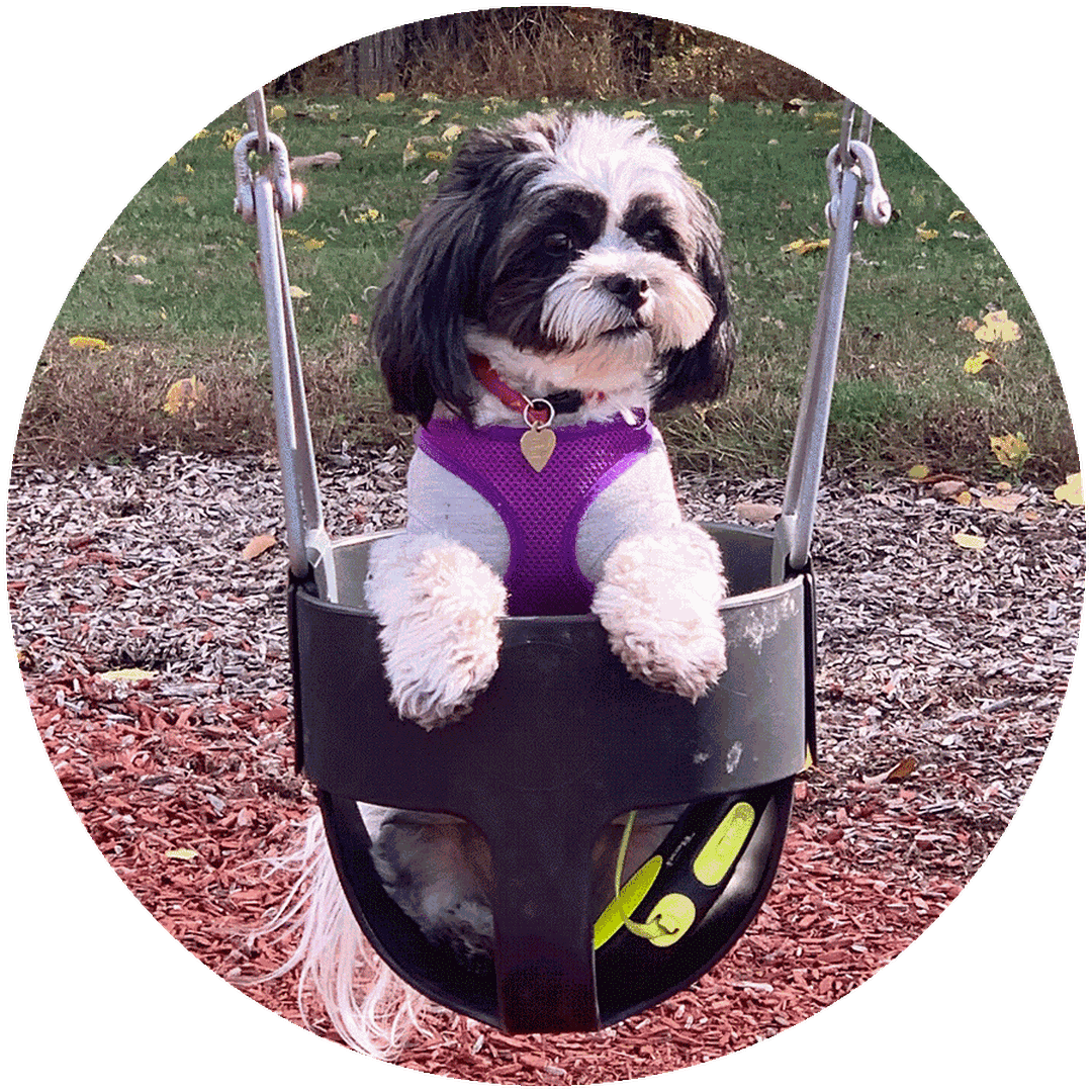 Ollie Dog Food Reviews & Ratings