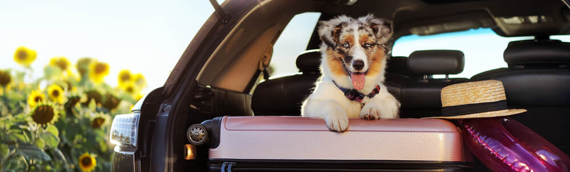Pes leží na kufrech v autě