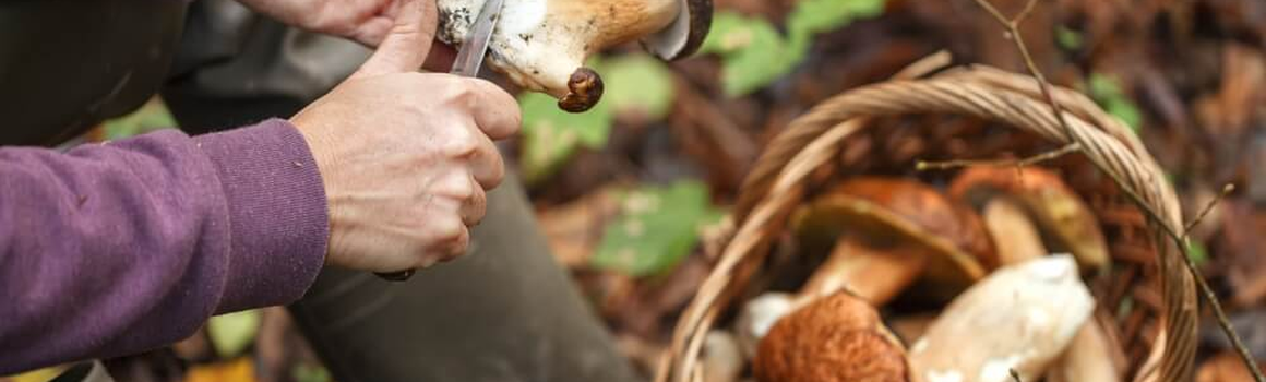 Žena čistí houby v lese