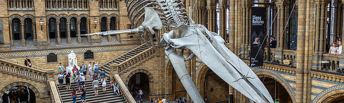 Kostra dinosaura v londýnskom múzeu
