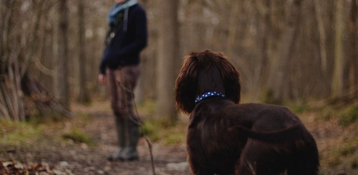De 5 leukste wandelingen voor jou en je hond