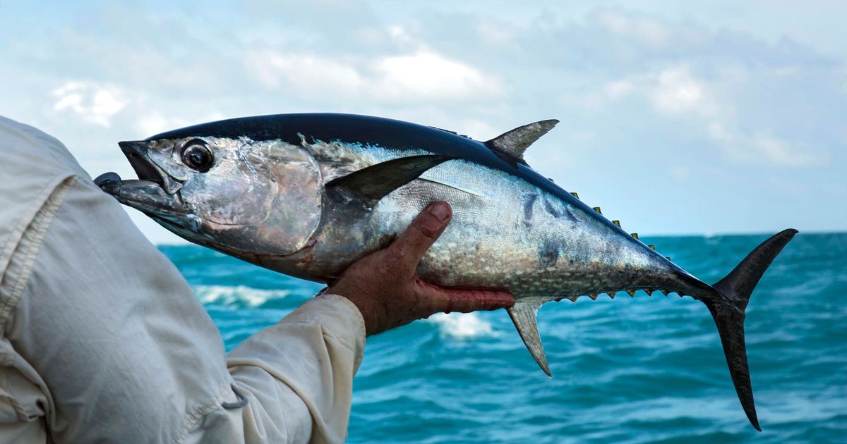 Fish species