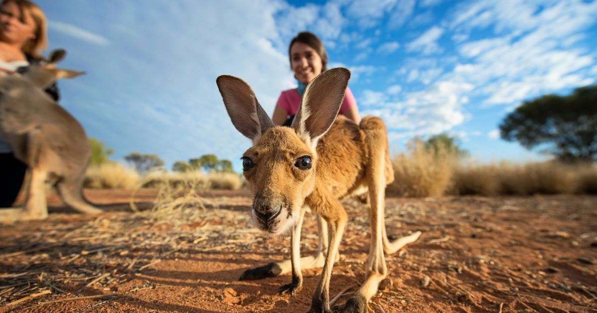 Hop into your own Kangaroo-inspired adventure