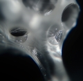Microscopic image of porous calcium phosphate, CAM Bioceramics' material