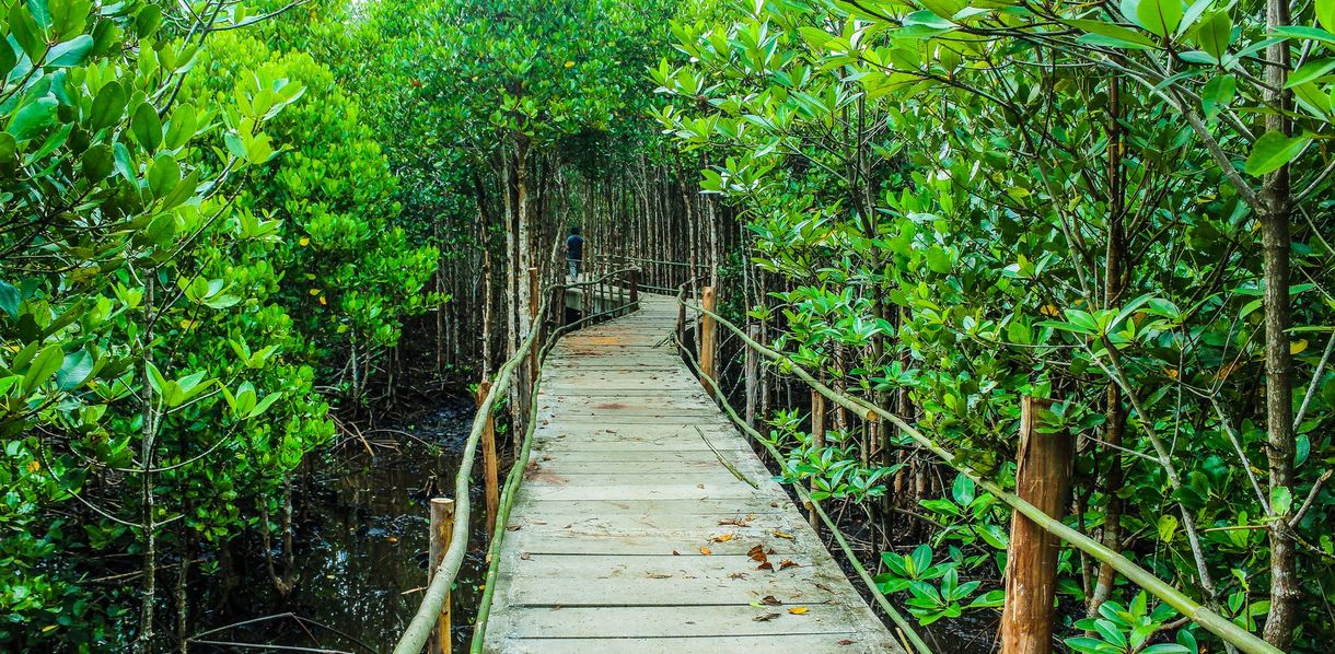 mangrove bos