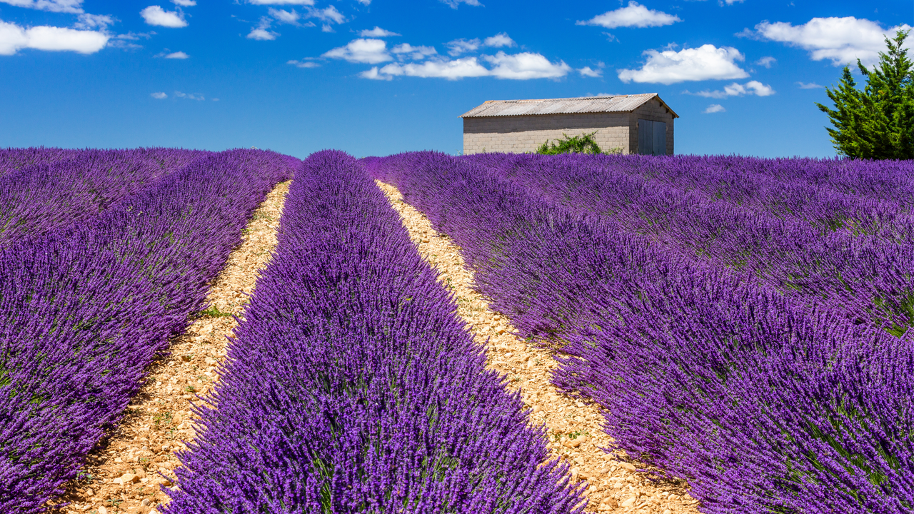 Lavender fields on the Plateau of Valensole, France