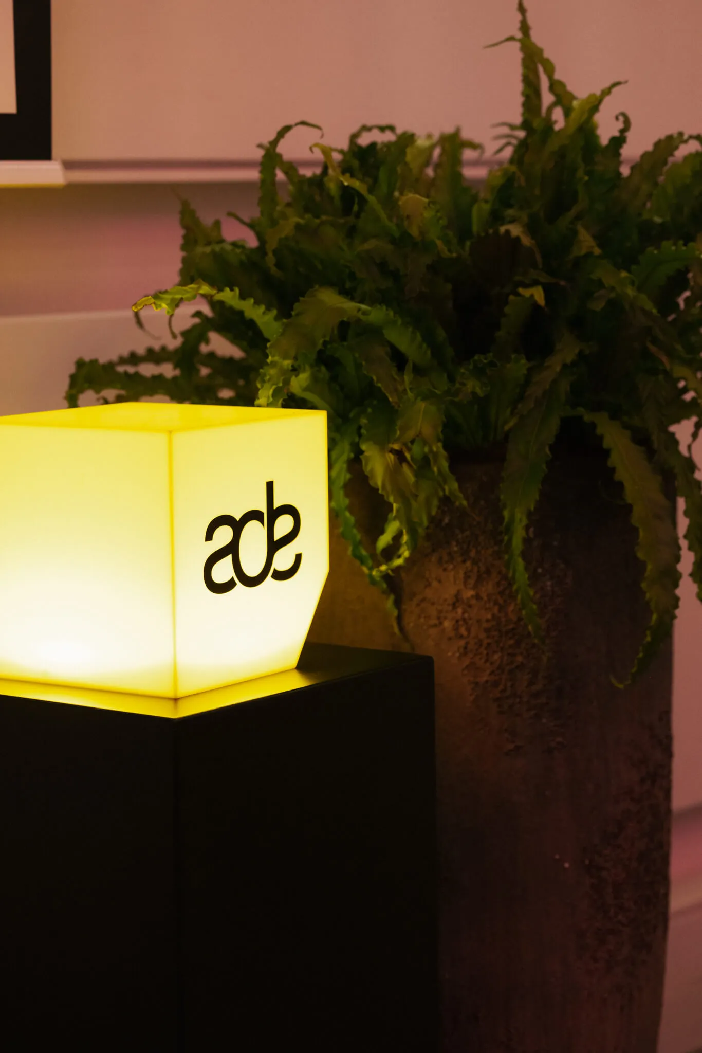 Glowing yellow cube with "ade" logo on a black stand, next to a tall plant in a brown pot.