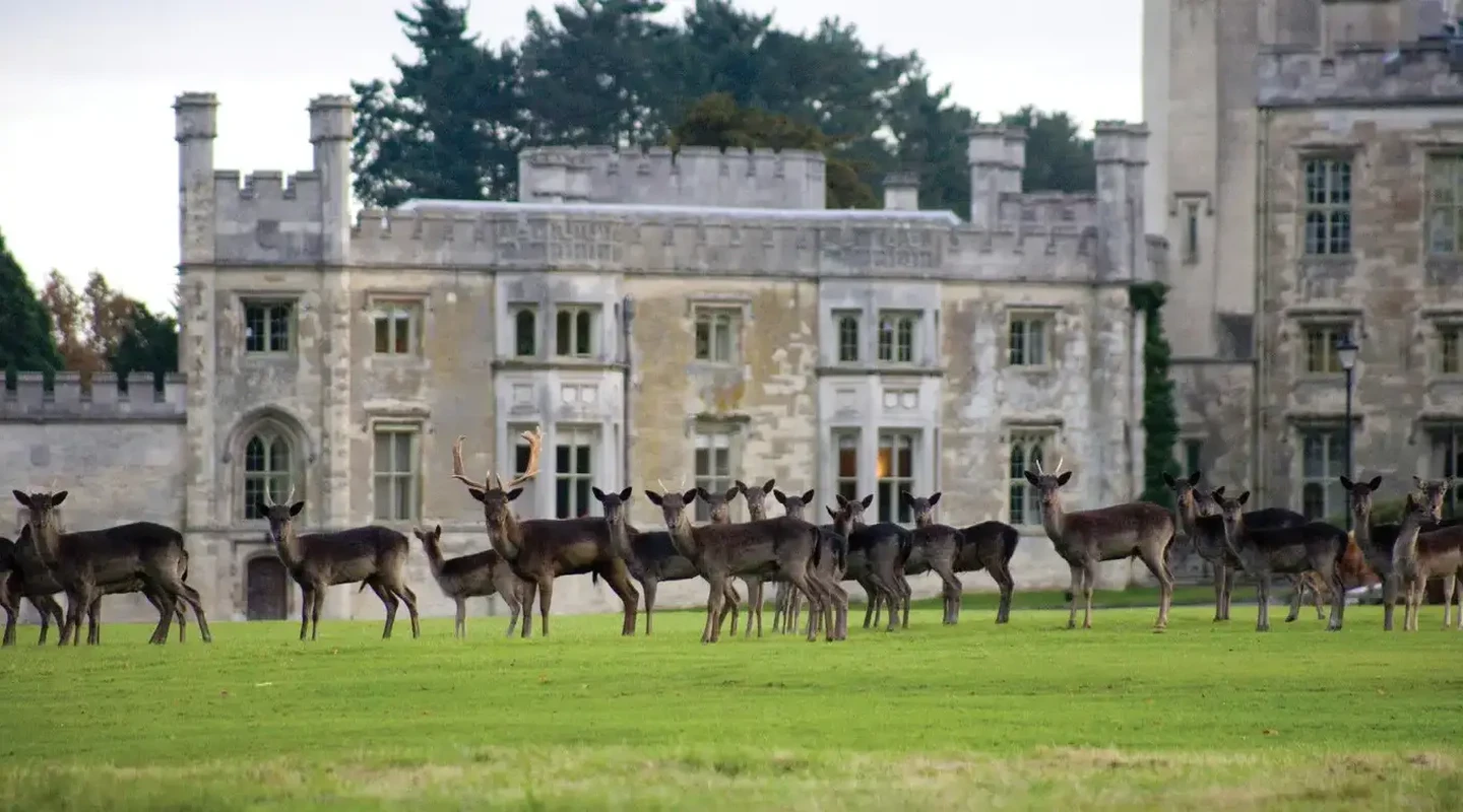A group of deer gather outside Ashridge House