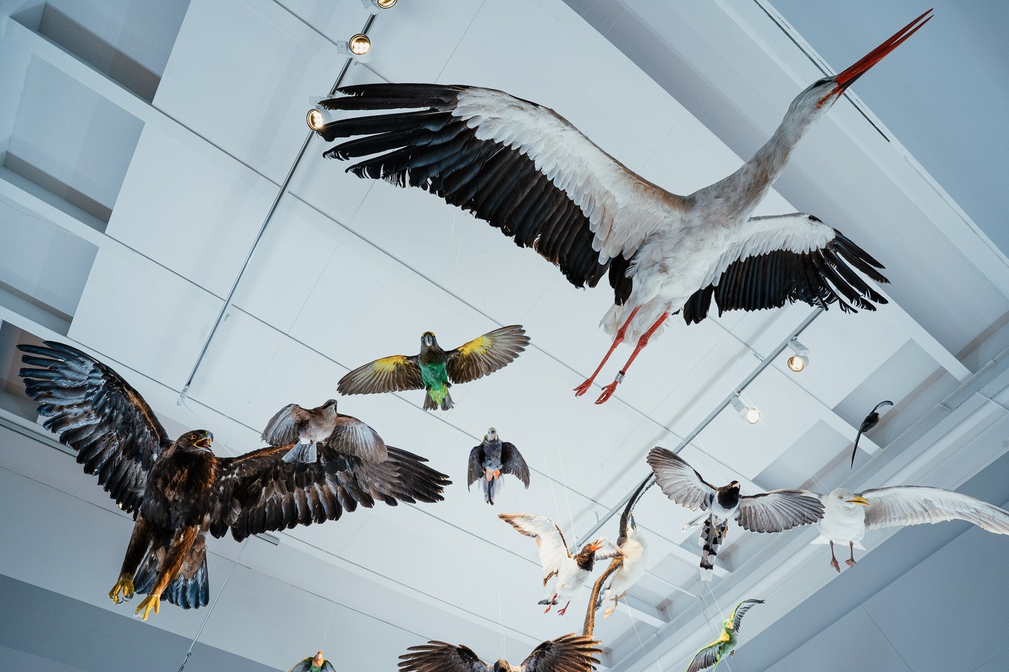 Birds under the scope at the Natural History Museum of Denmark
