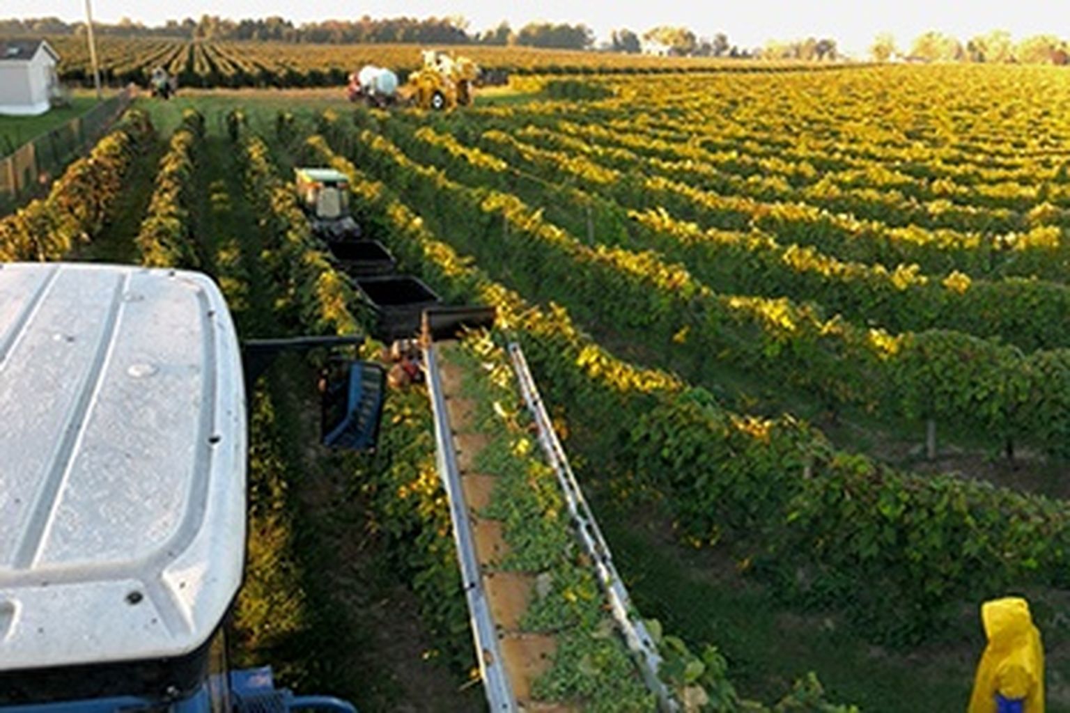 Fish-eye view of farmer driving tractor through a grape vineyard.