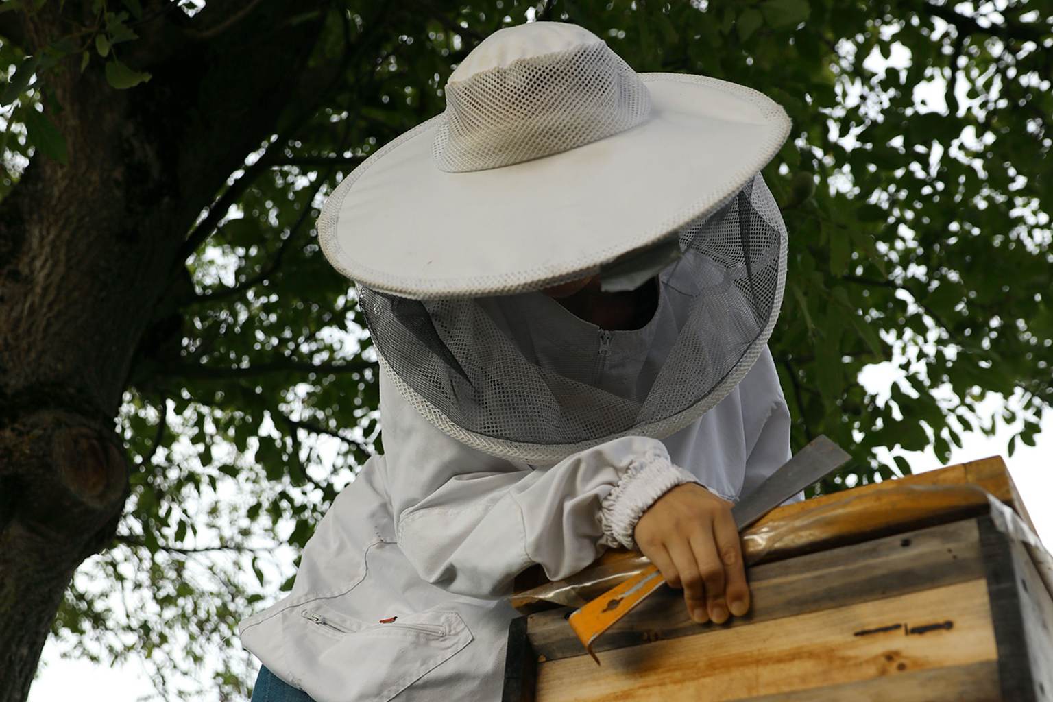 Ein Imker arbeitet an einem Bienenkasten.