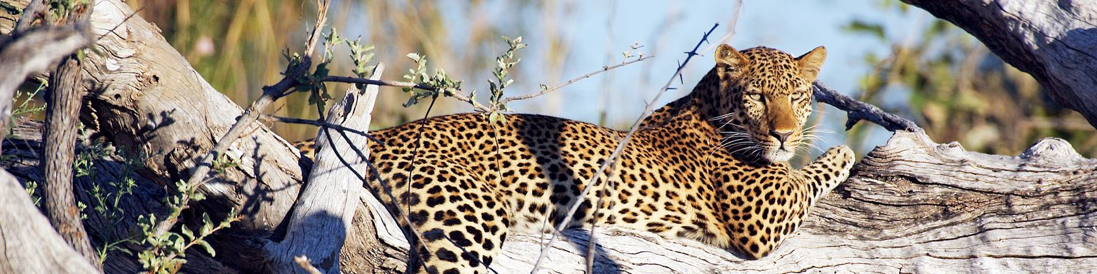 A leopard lounging in a tree in Kafue National Park, Zambia