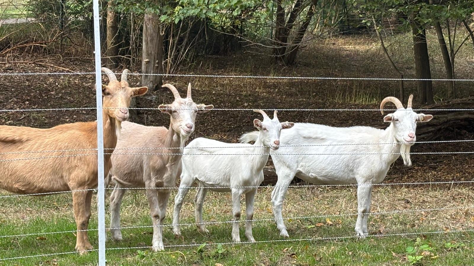 Four goats with curved horns stand behind a wire fence on grass, with trees in the background.