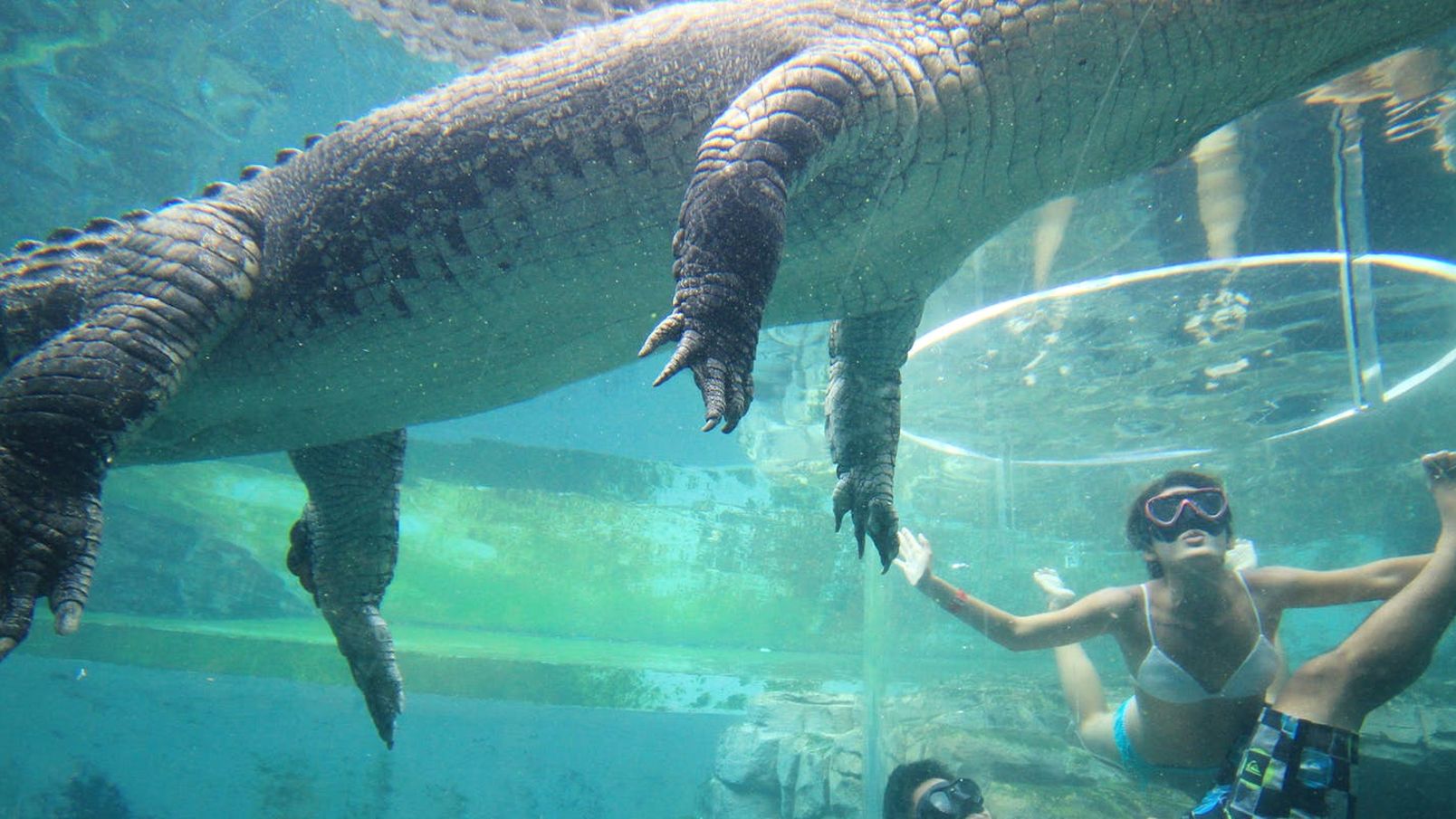A couple swimming in the Cage of Death at Crocosaurus Cove in Darwin