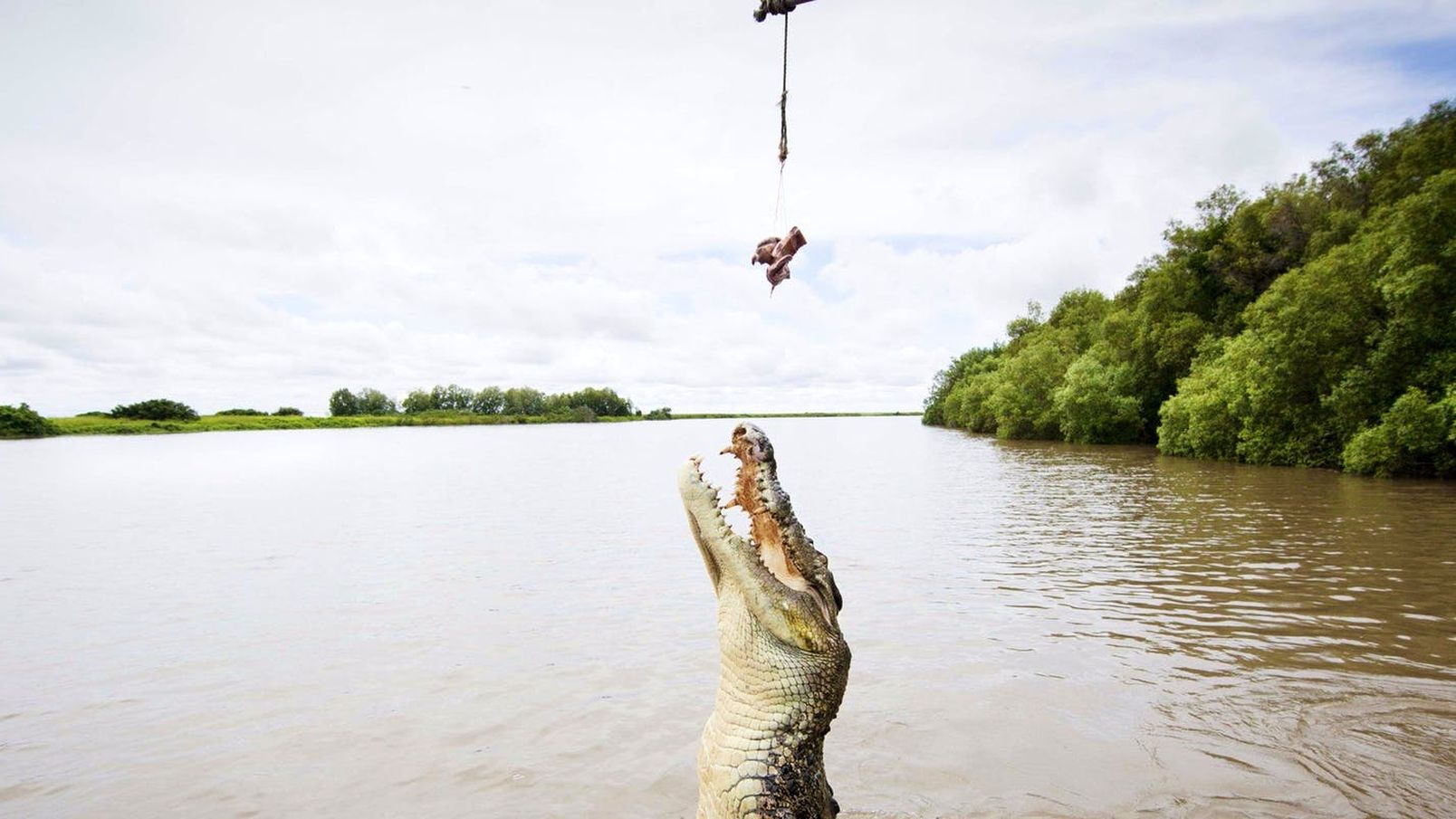 Cocodile jumping for bait on a Spectacular Jumping Crocodile Cruise in Darwin NT