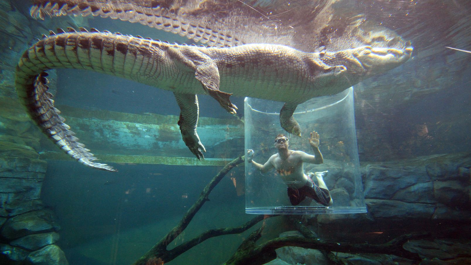 A visitor takes a up close look at a large saltwater crocodile during the Cage of Death croc dive
