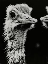 Zwei Strauße stehen sich vor einem schwarzen Hintergrund gegenüber und präsentieren ihre langen Hälse und strukturierten Federn in einem monochromen Bild.