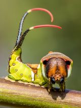 Raupe die auf einem Zweig sitzt und einen zweigeteilten Schwanz mit roten Spitzen hat
