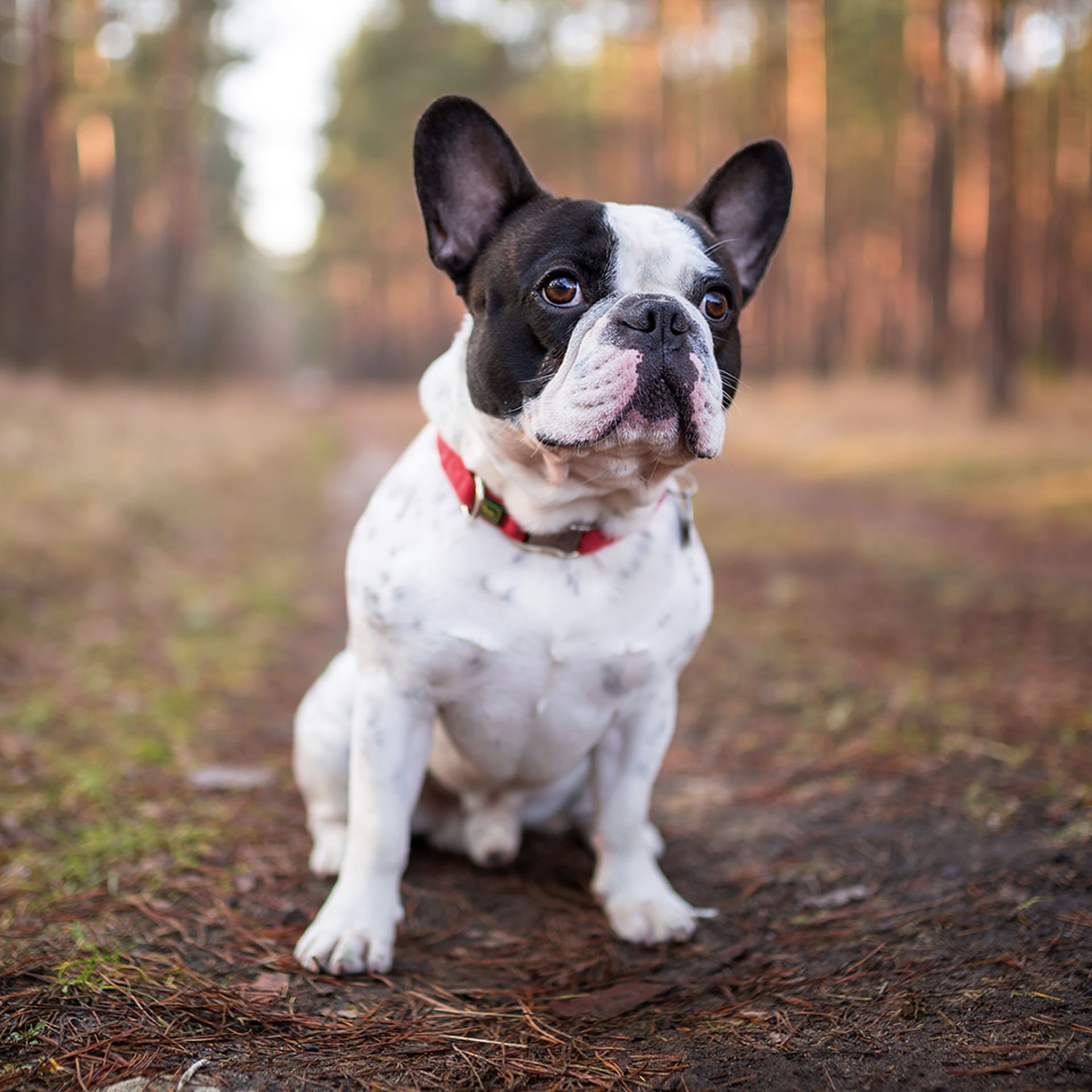 French bulldog sitting on the forest ground.