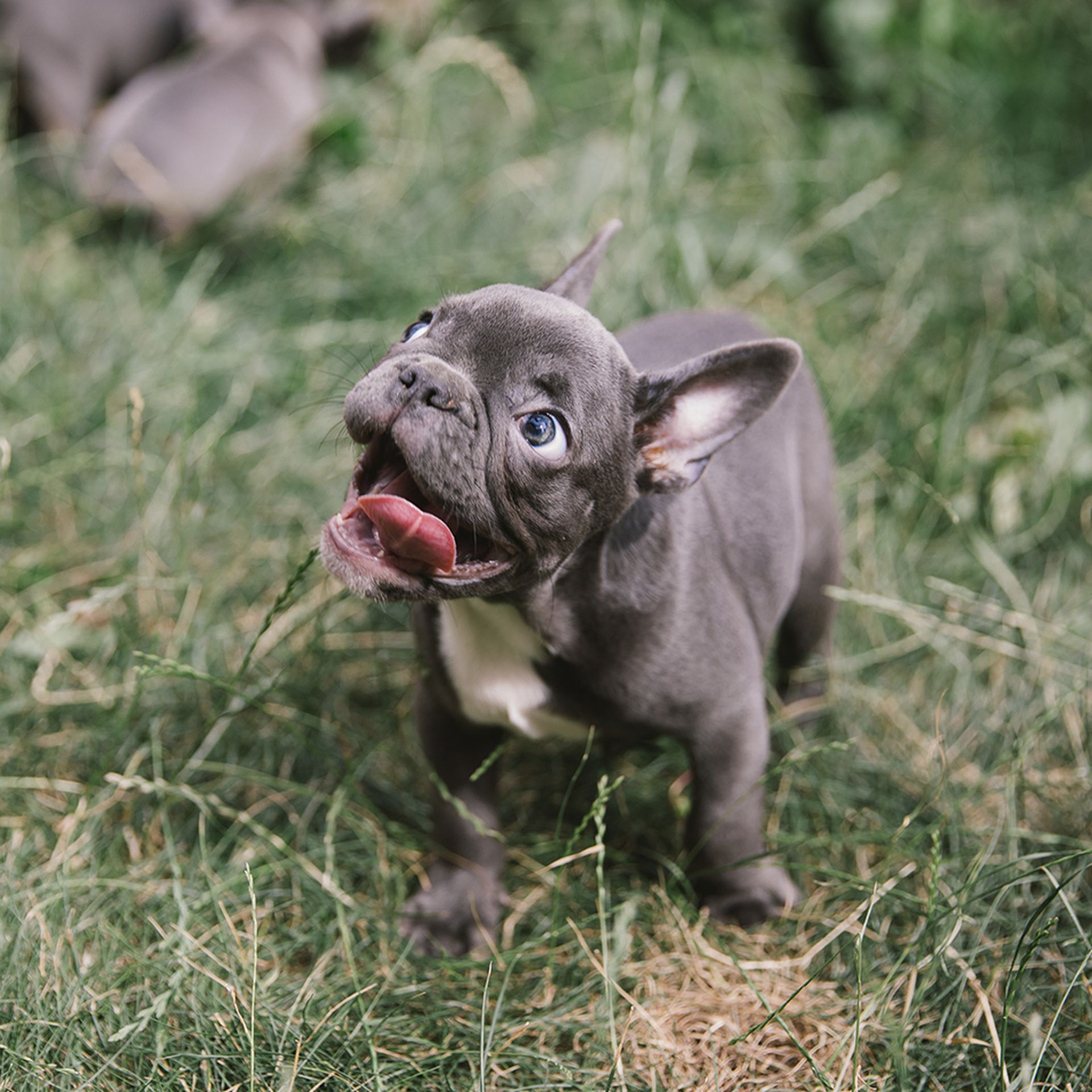 Happy french bulldog puppy