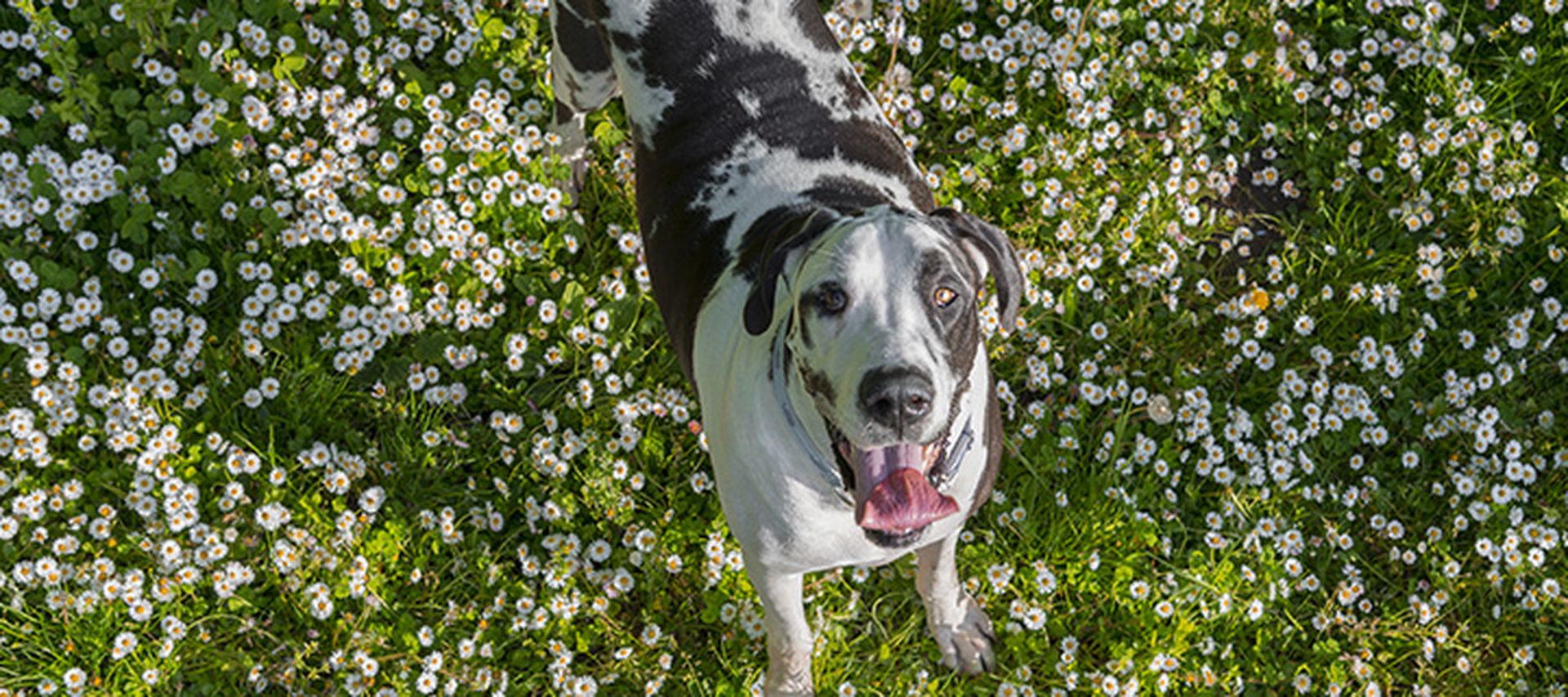 Happy dog standing over a field of white flowers and grass, looking up.