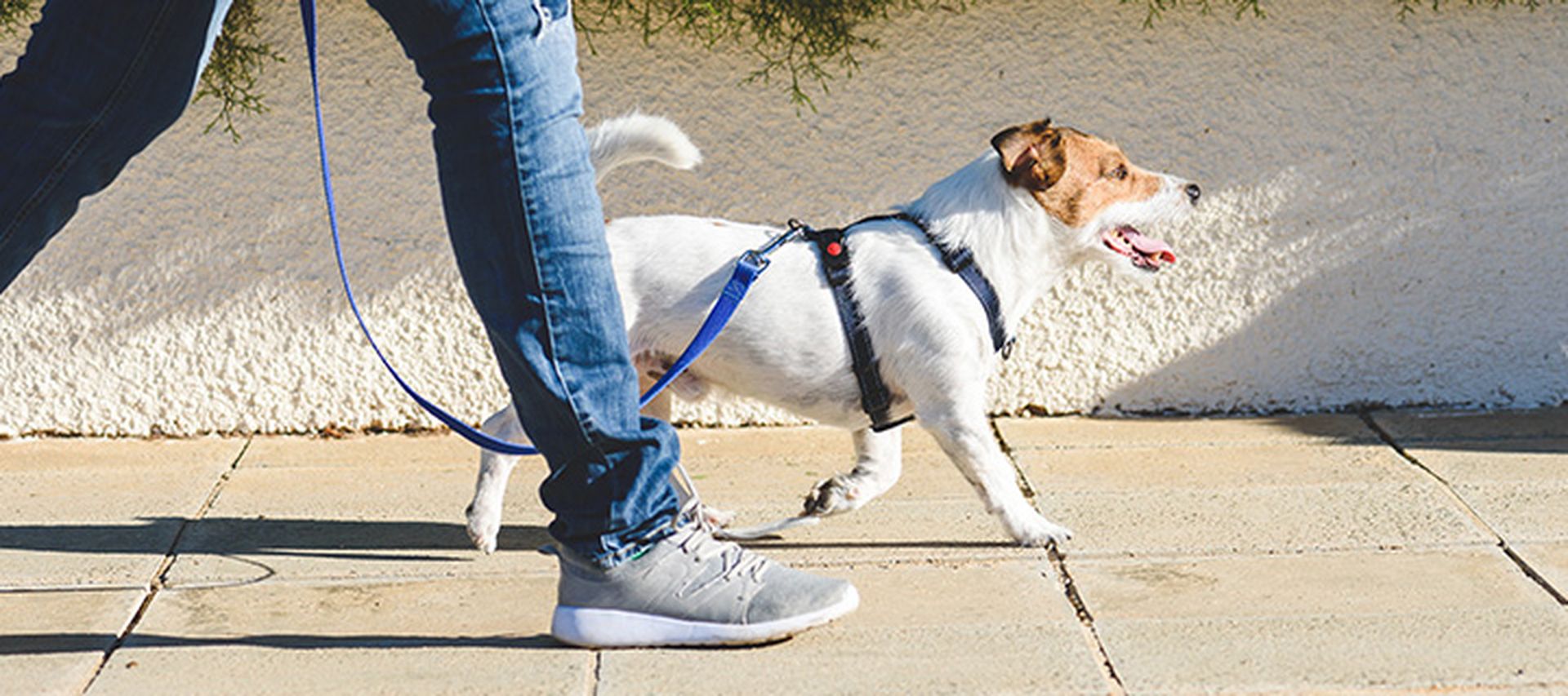 A dog in a harness and leash, walking beside a person on a sidewalk.