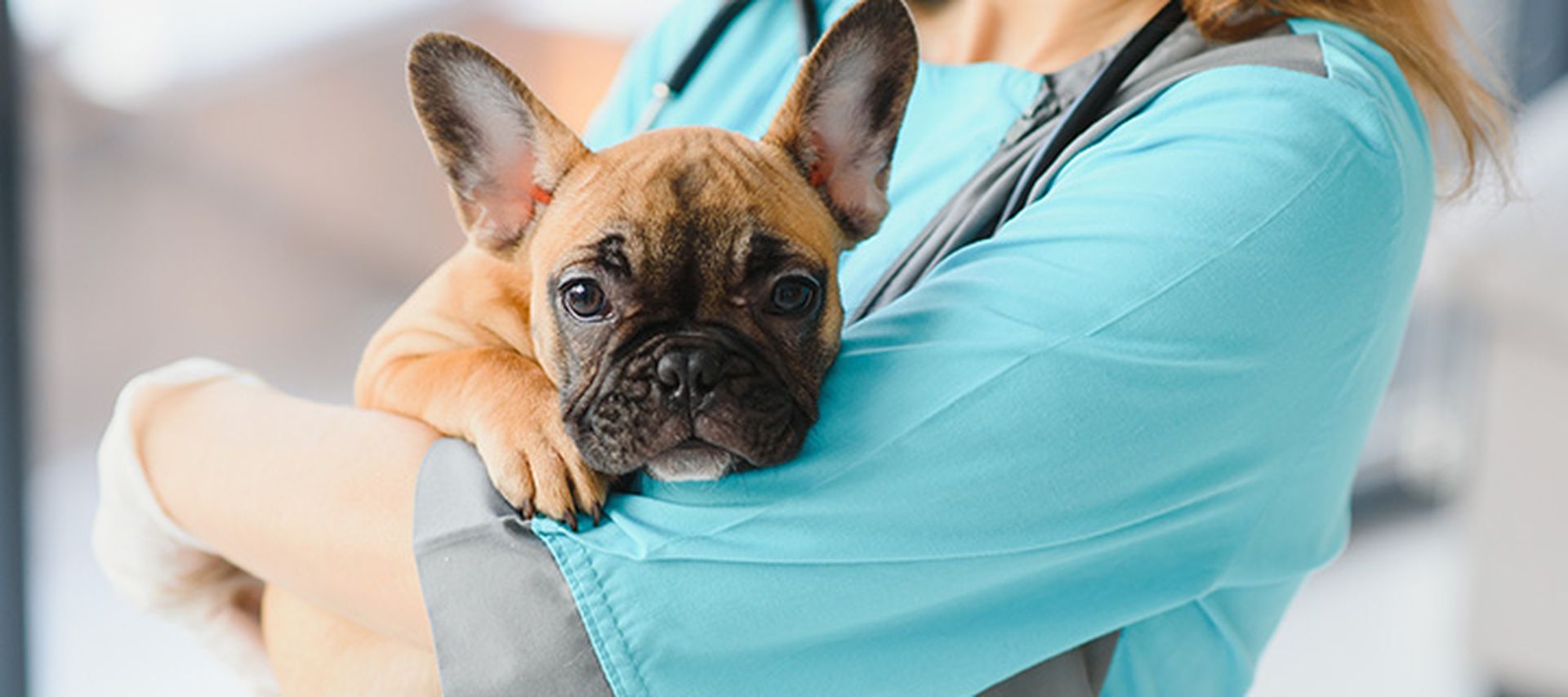 A puppy carried in the arms of a veterinarian.