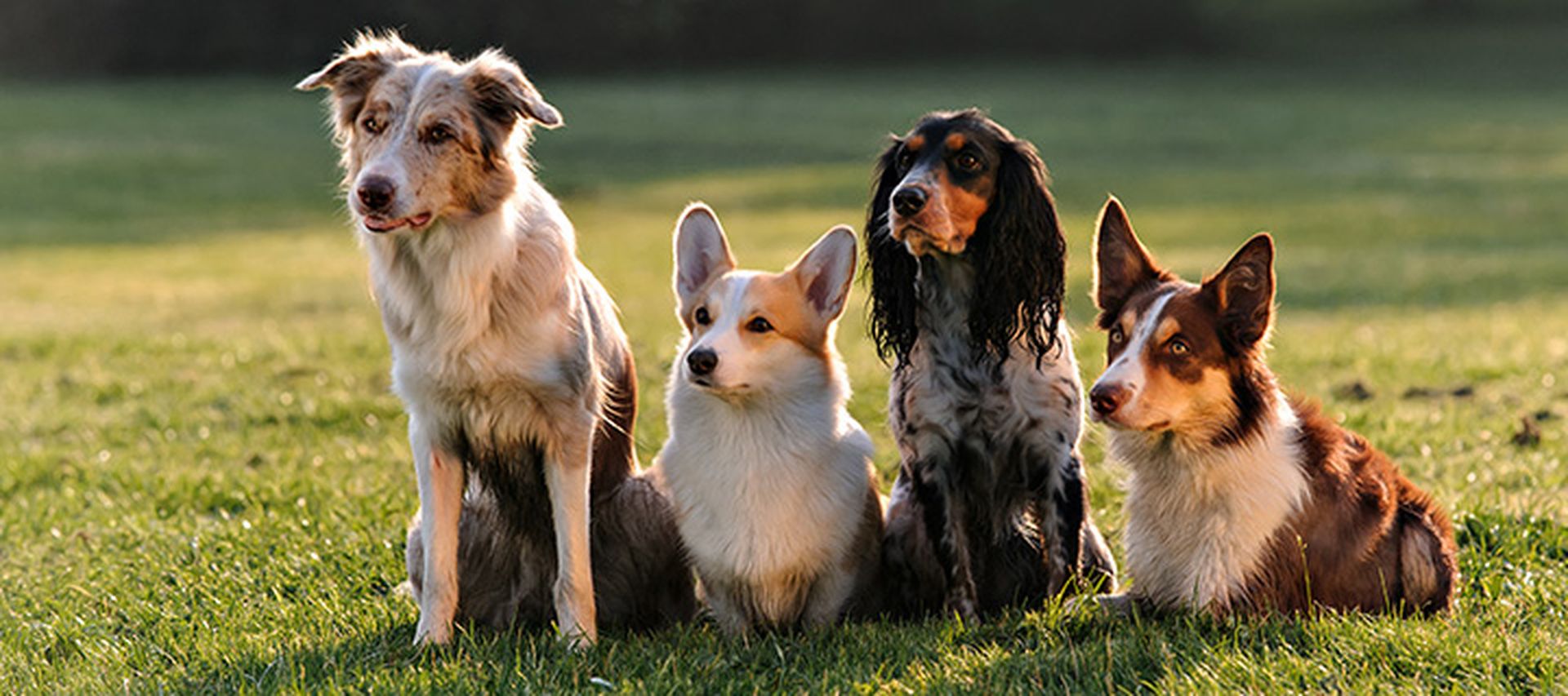 Four dogs of different breeds sitting still on a field of grass.