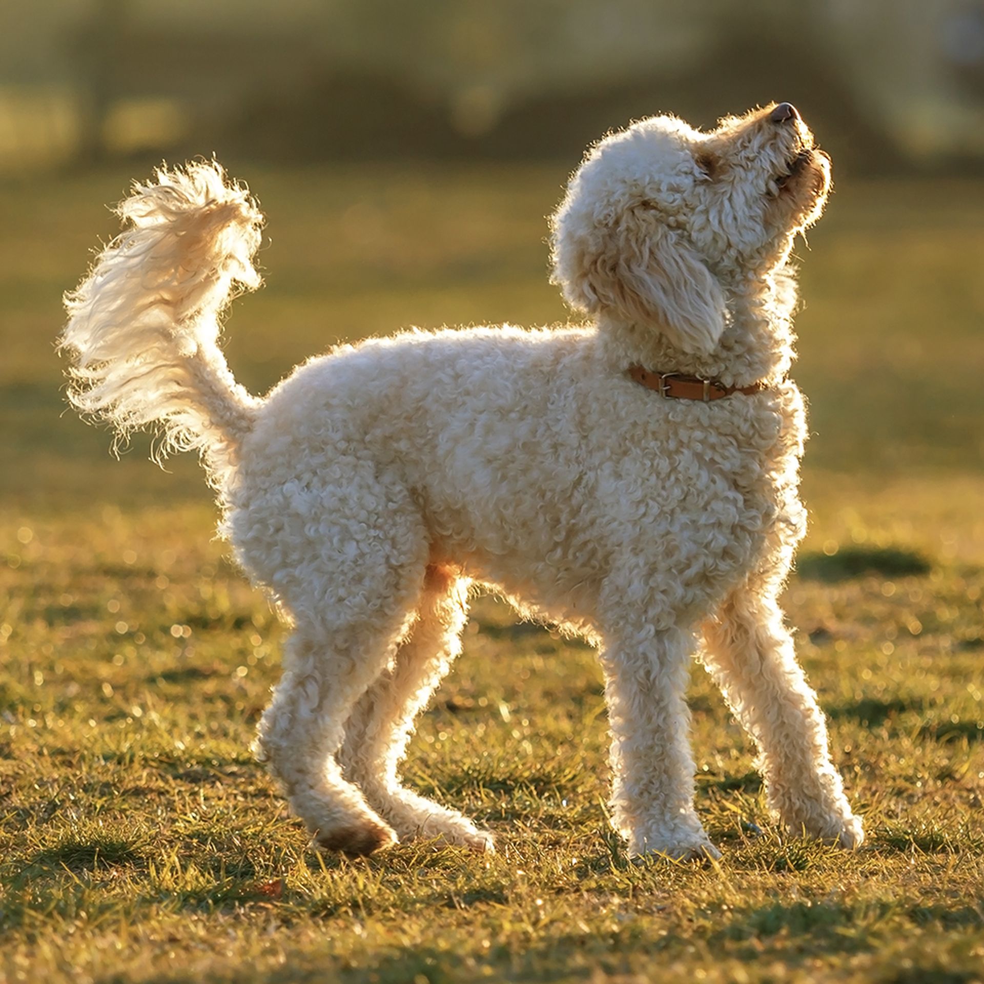 An excited goldendoodle looking up while standing in a grassy field.