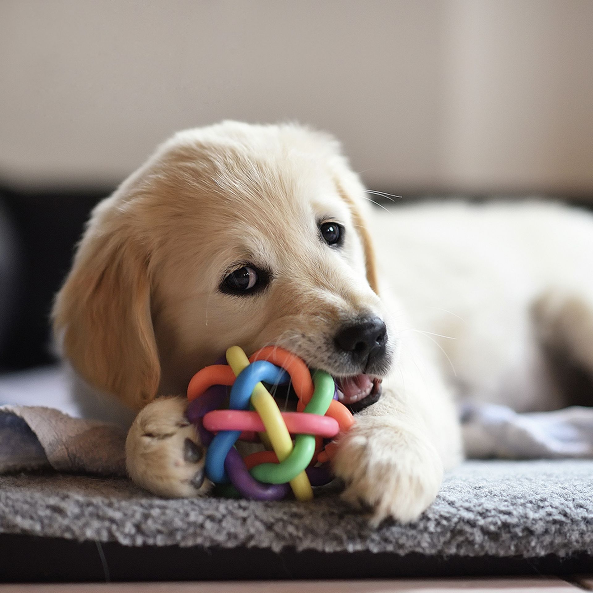 A golden retriever puppy laying on its bed, playing with a chew toy .