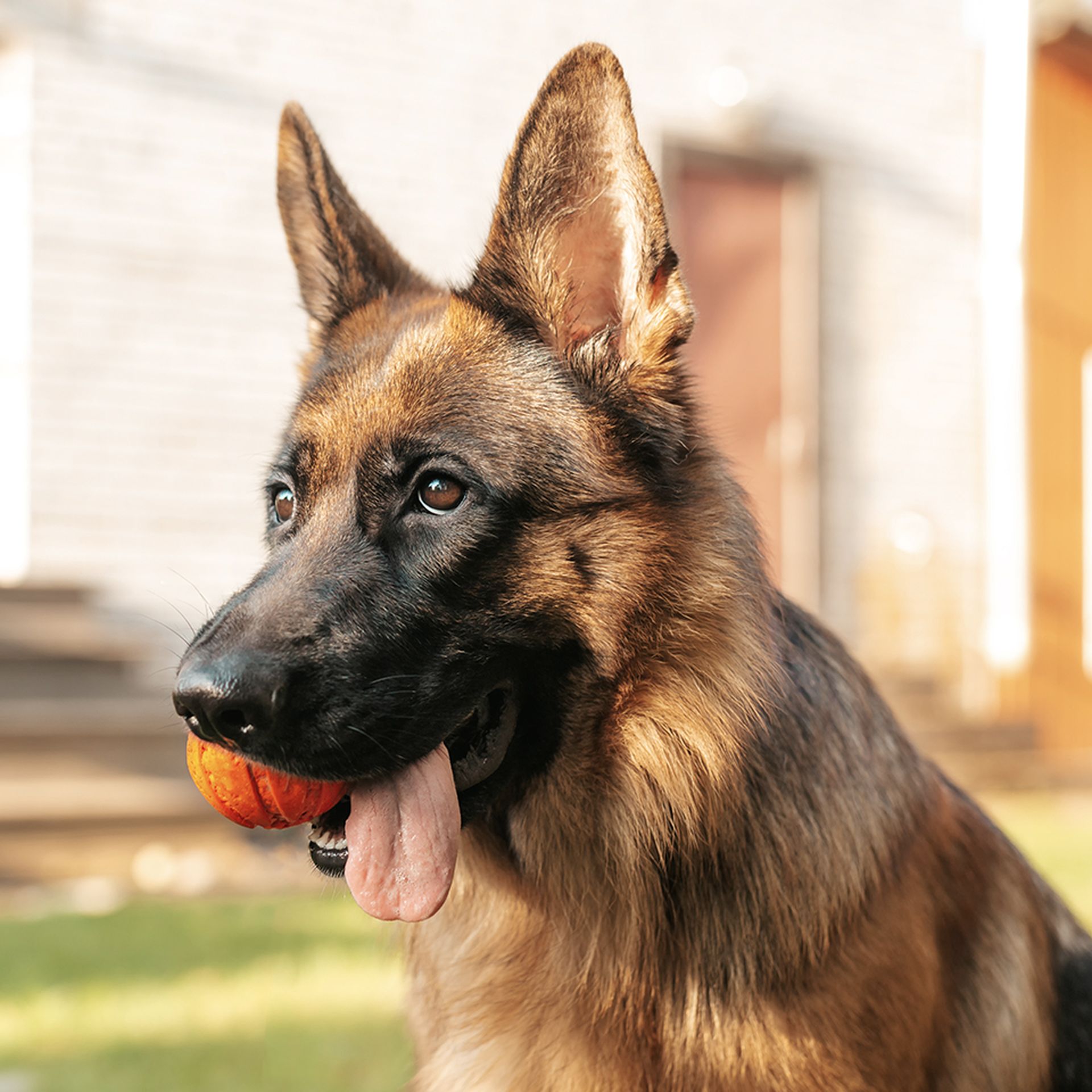 A german shepherd with a ball in its mouth.