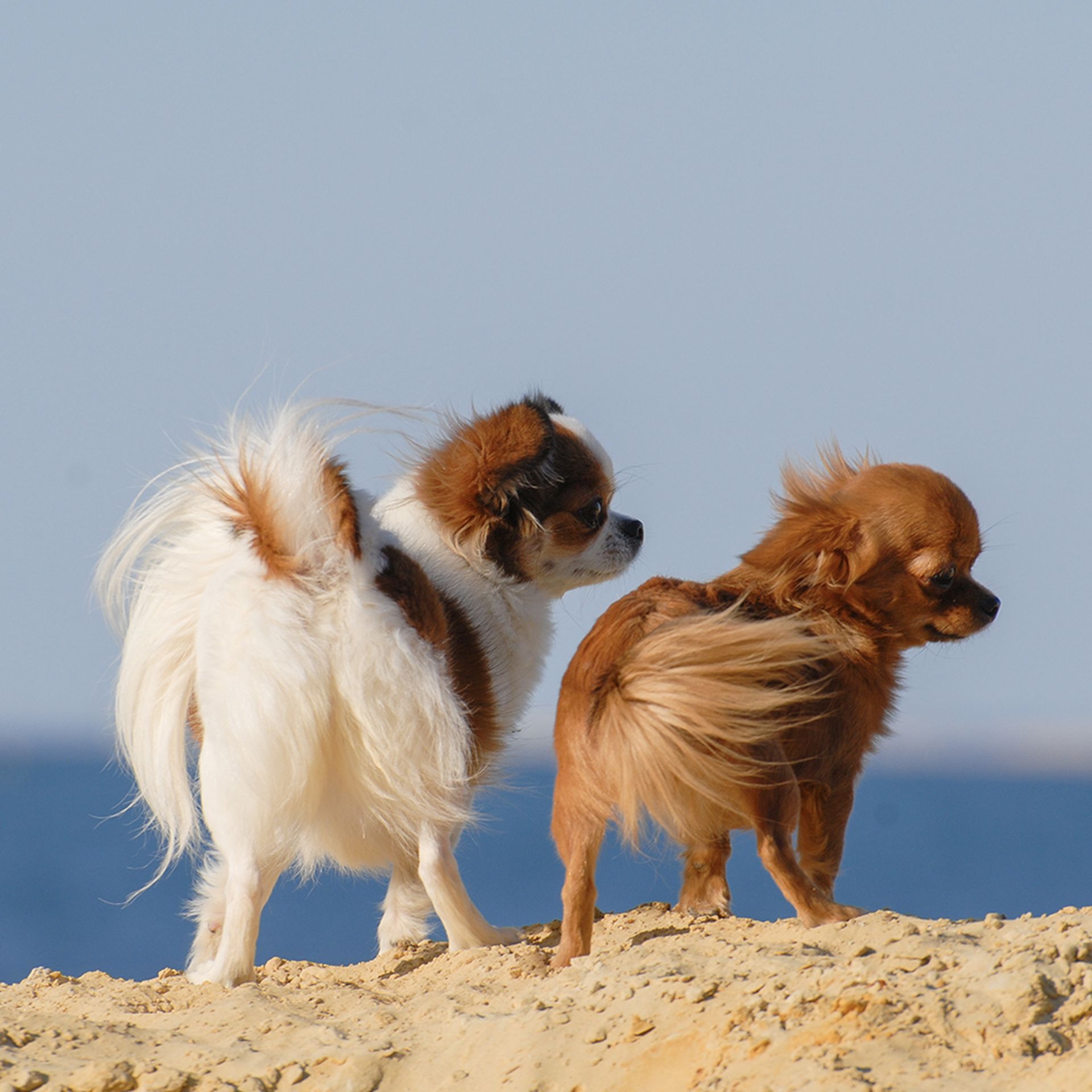 Two chihuahuas at a beach, standing on sand and looking to the right.