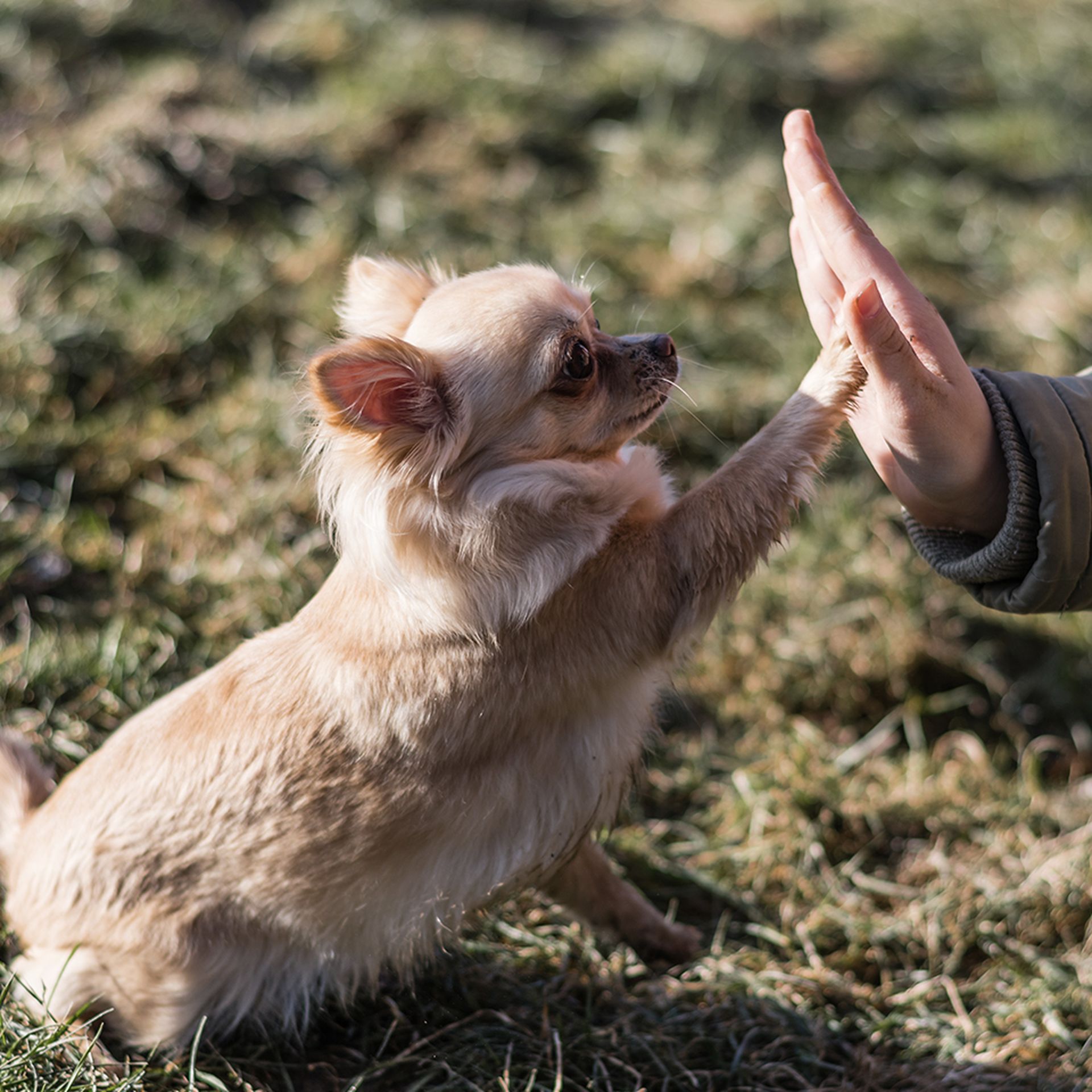 A chihuahua sitting on grass and giving a high-five to a person.