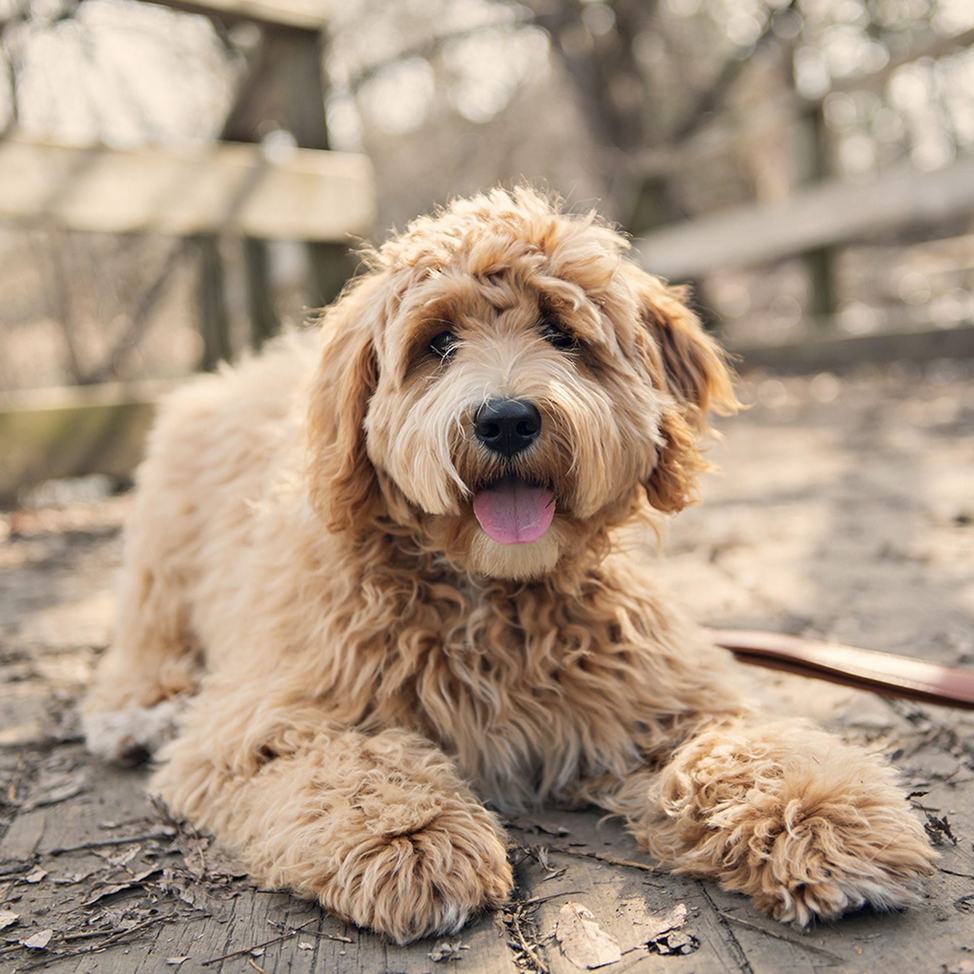 A happy goldendoodle laying on a wooden floor outdoors.