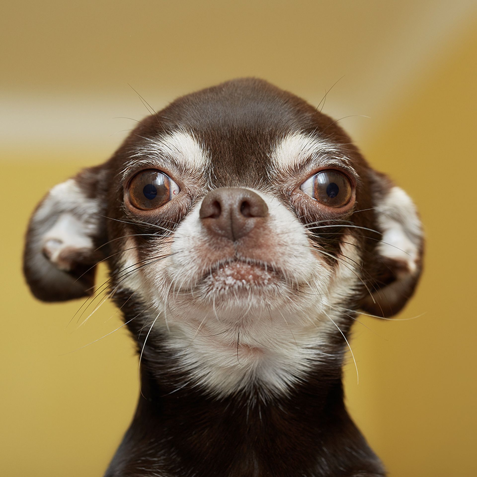 A close-up headshot of a calm chihuahua.