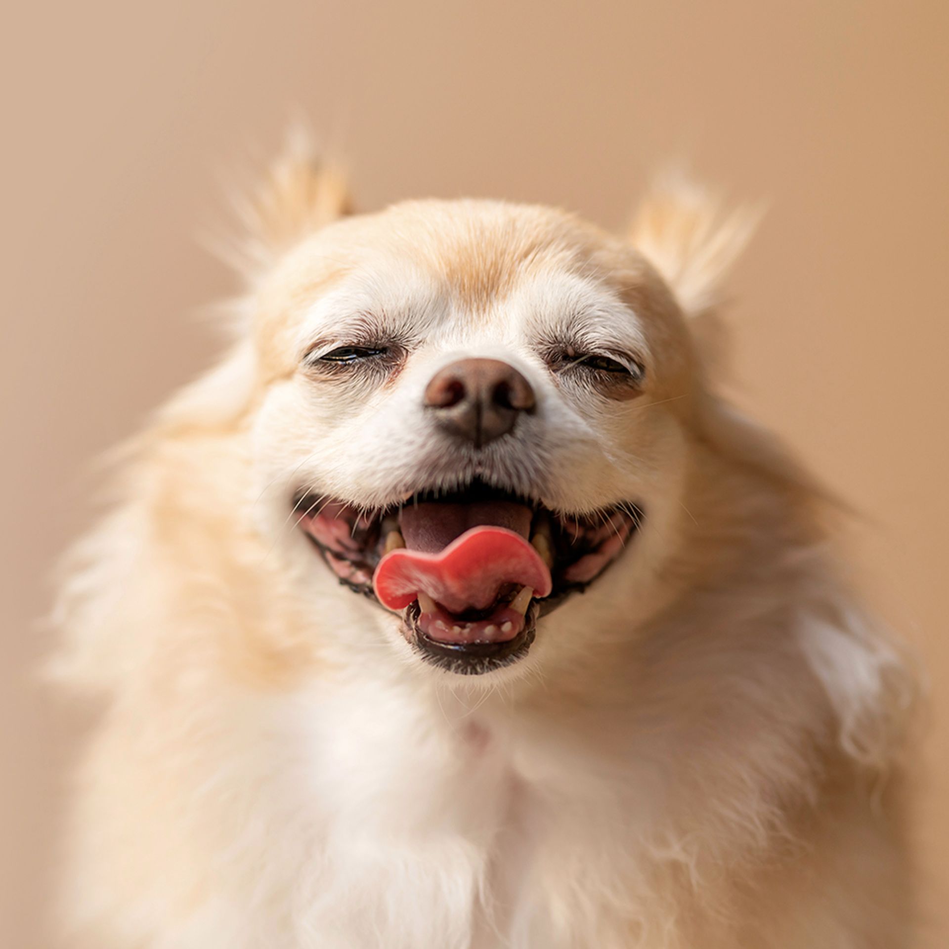 Headshot of a calm and happy chihuahua.