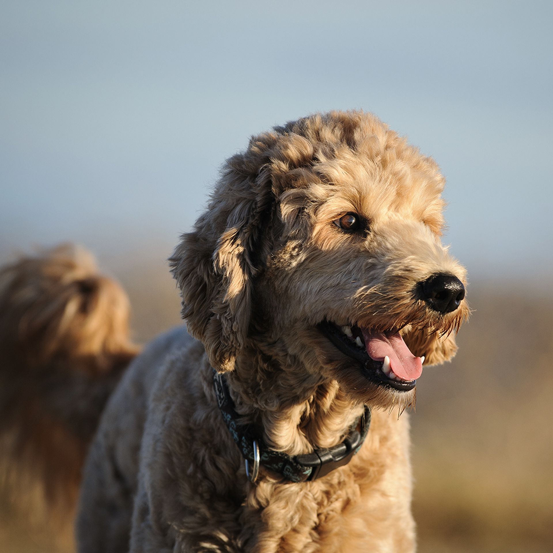 A happy goldendoodle looking towards the sun.