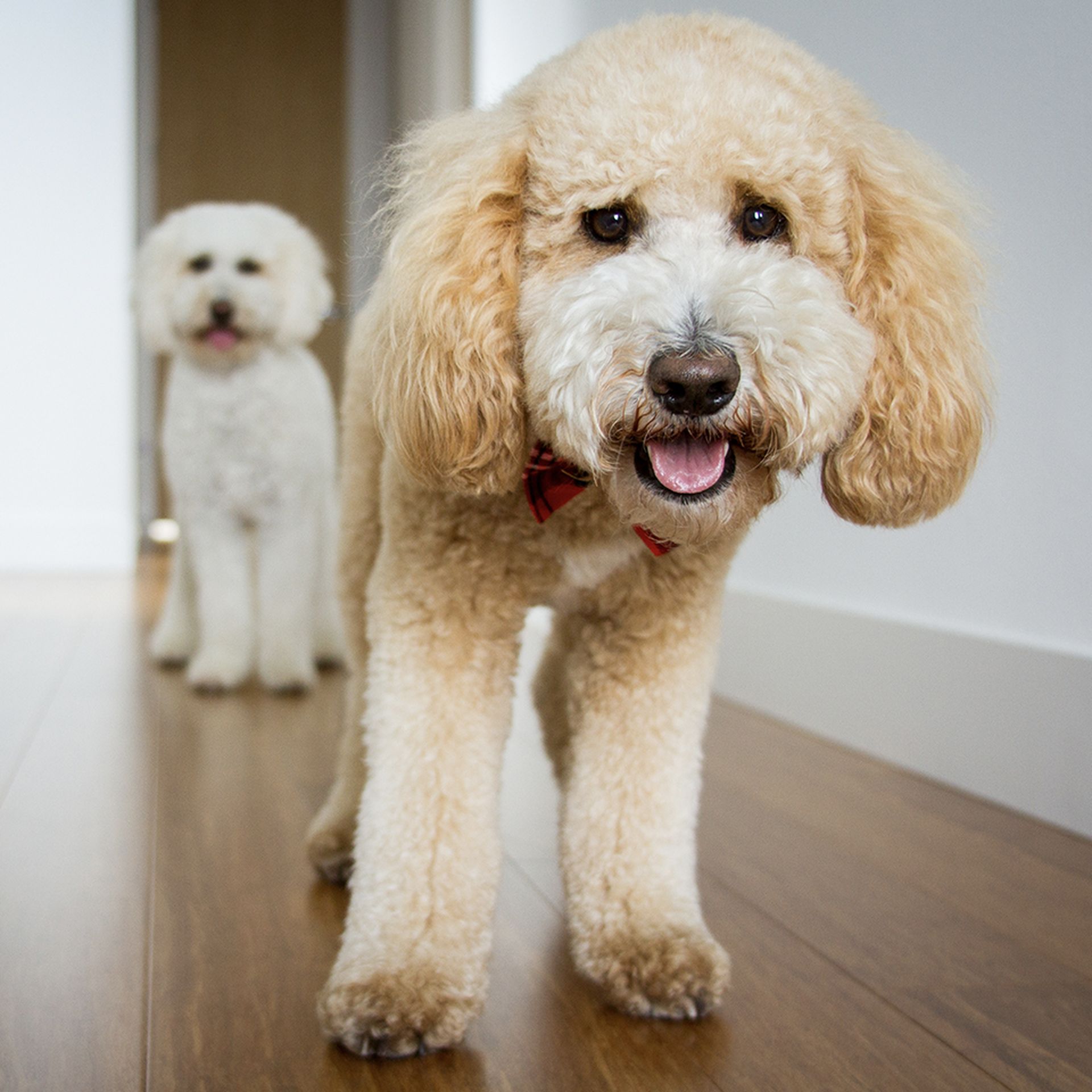 Two goldendoodles happily standing on a wooden floor.