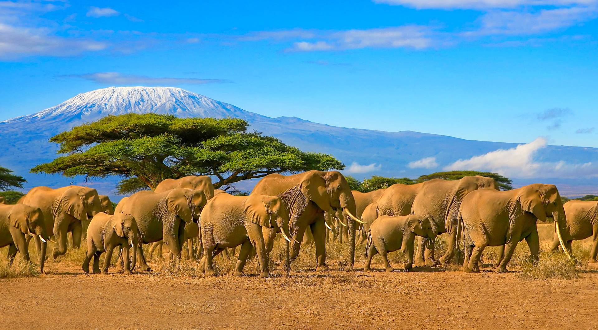 safari kenia august