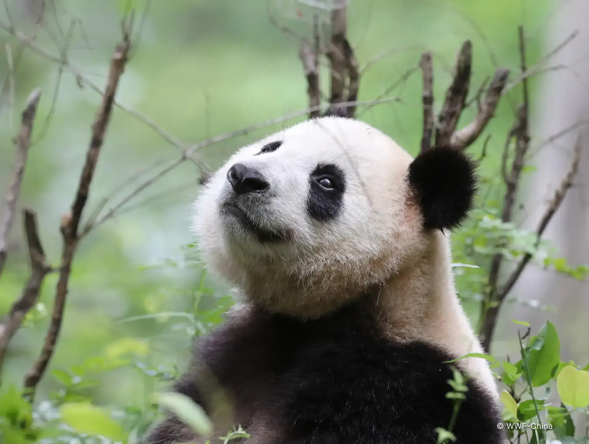 Giant panda gazing upward among bare branches, the emblematic species of the MassiveMusic WWF campaign