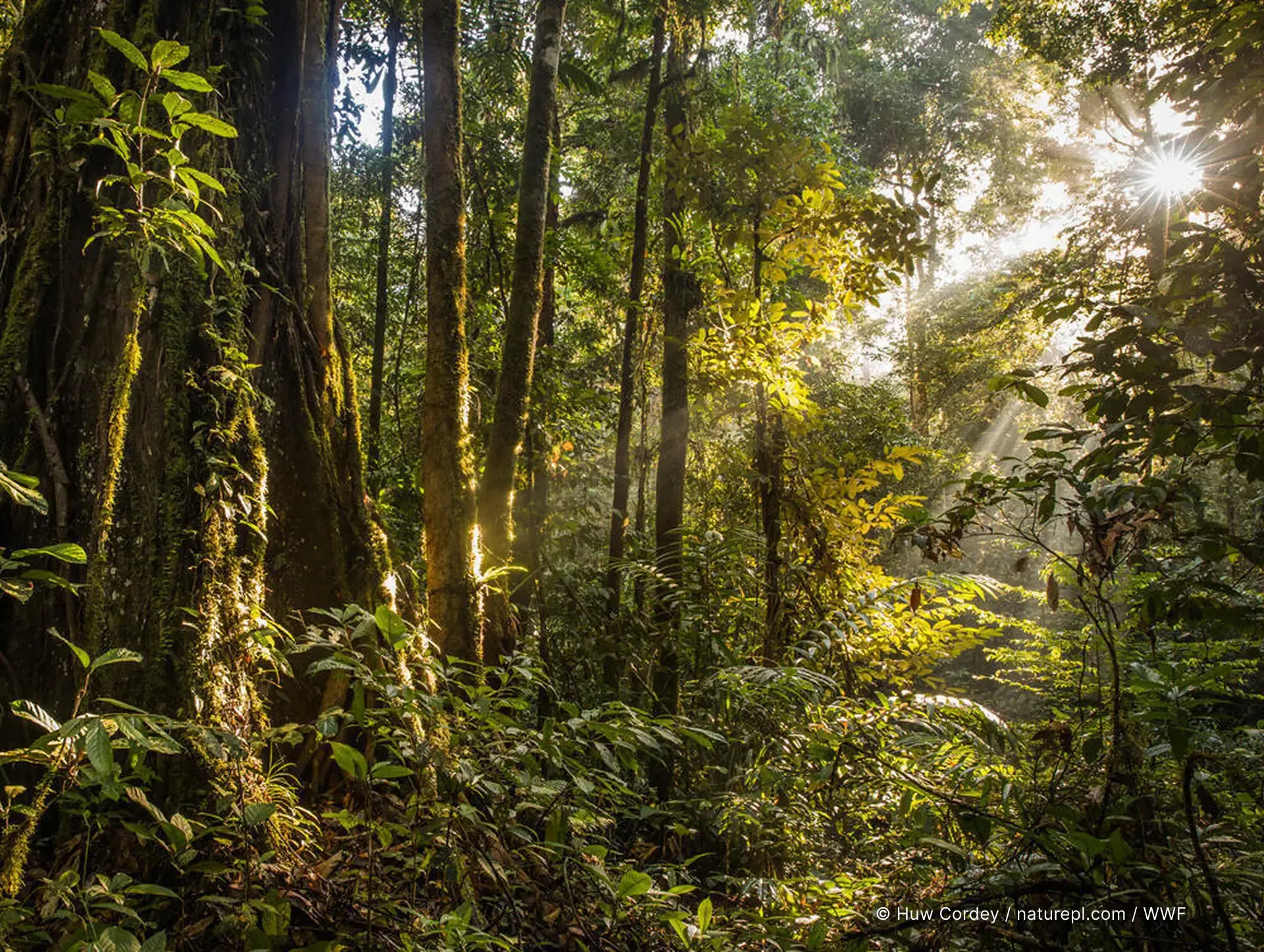 Sunlight streaming through a dense forest canopy, evoking the wild habitats at the heart of the MassiveMusic WWF campaign