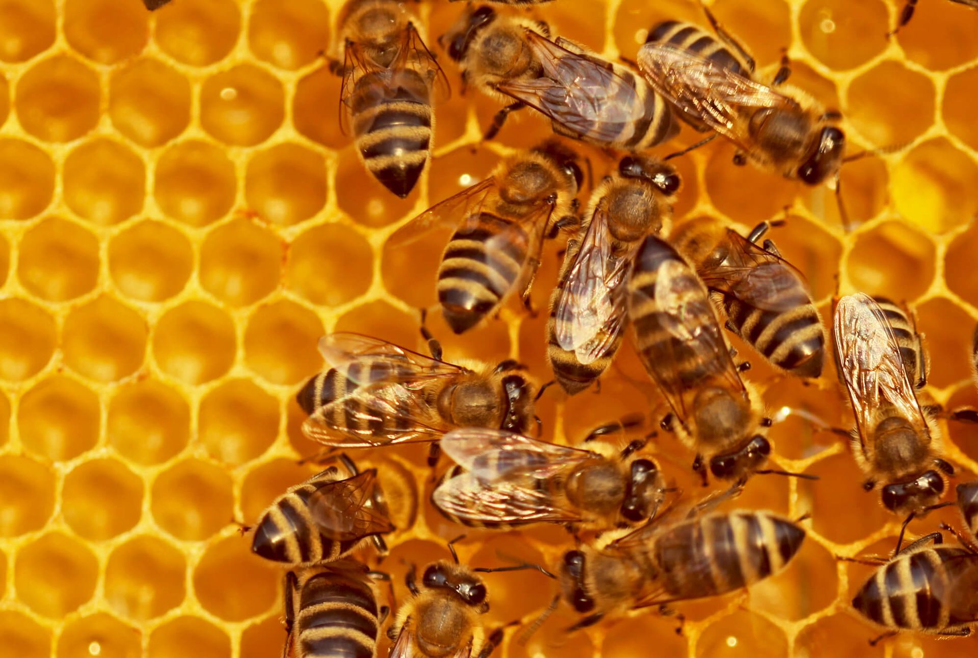 Abeilles dans leur ruche