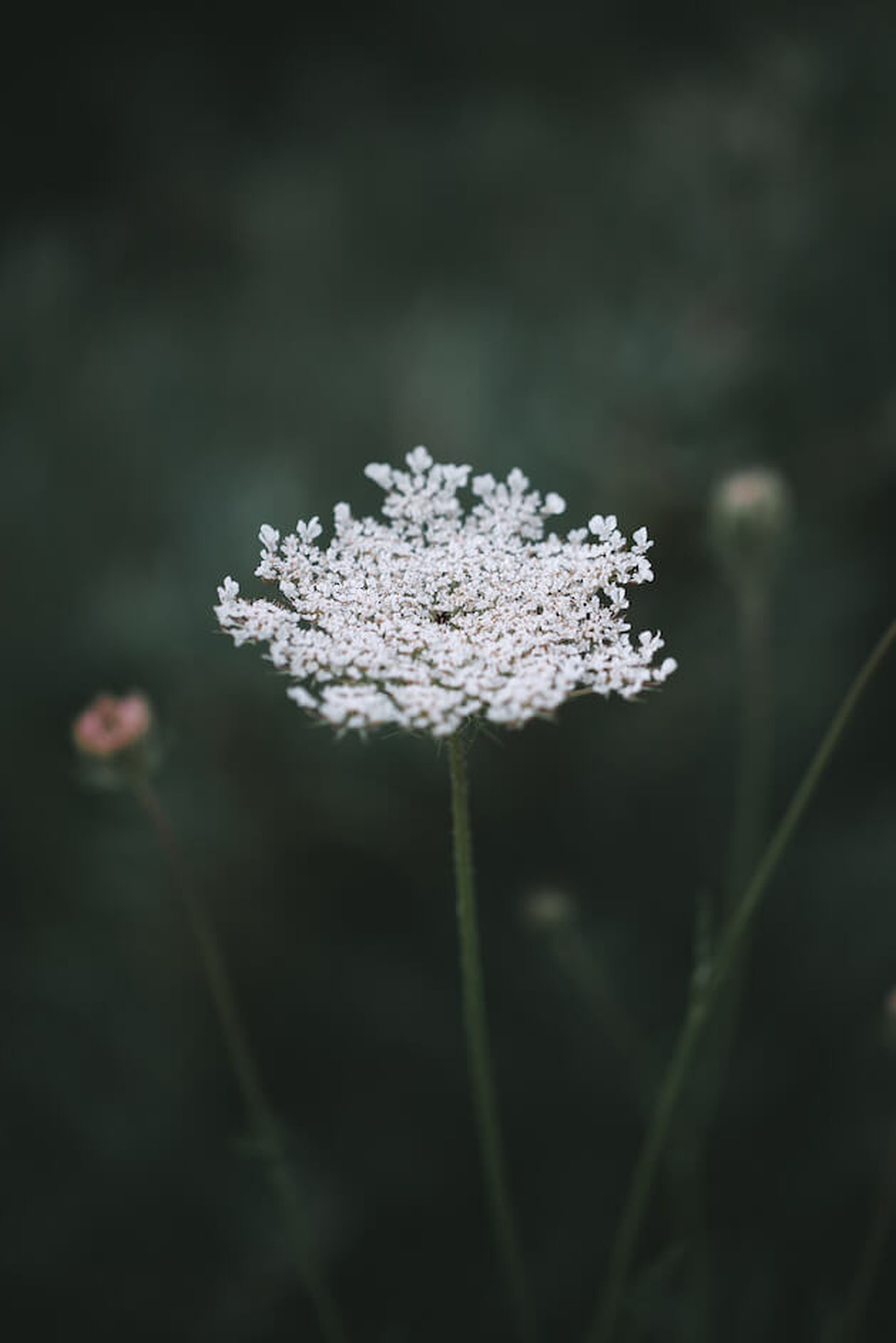 Fleur de talus blanche