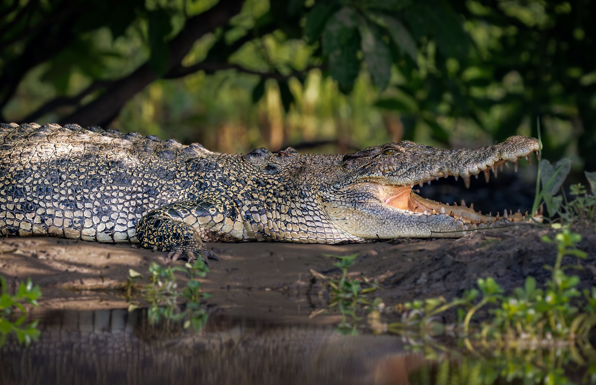 ノーザンテリトリーのワニ：クロコダイルの究極ガイド
