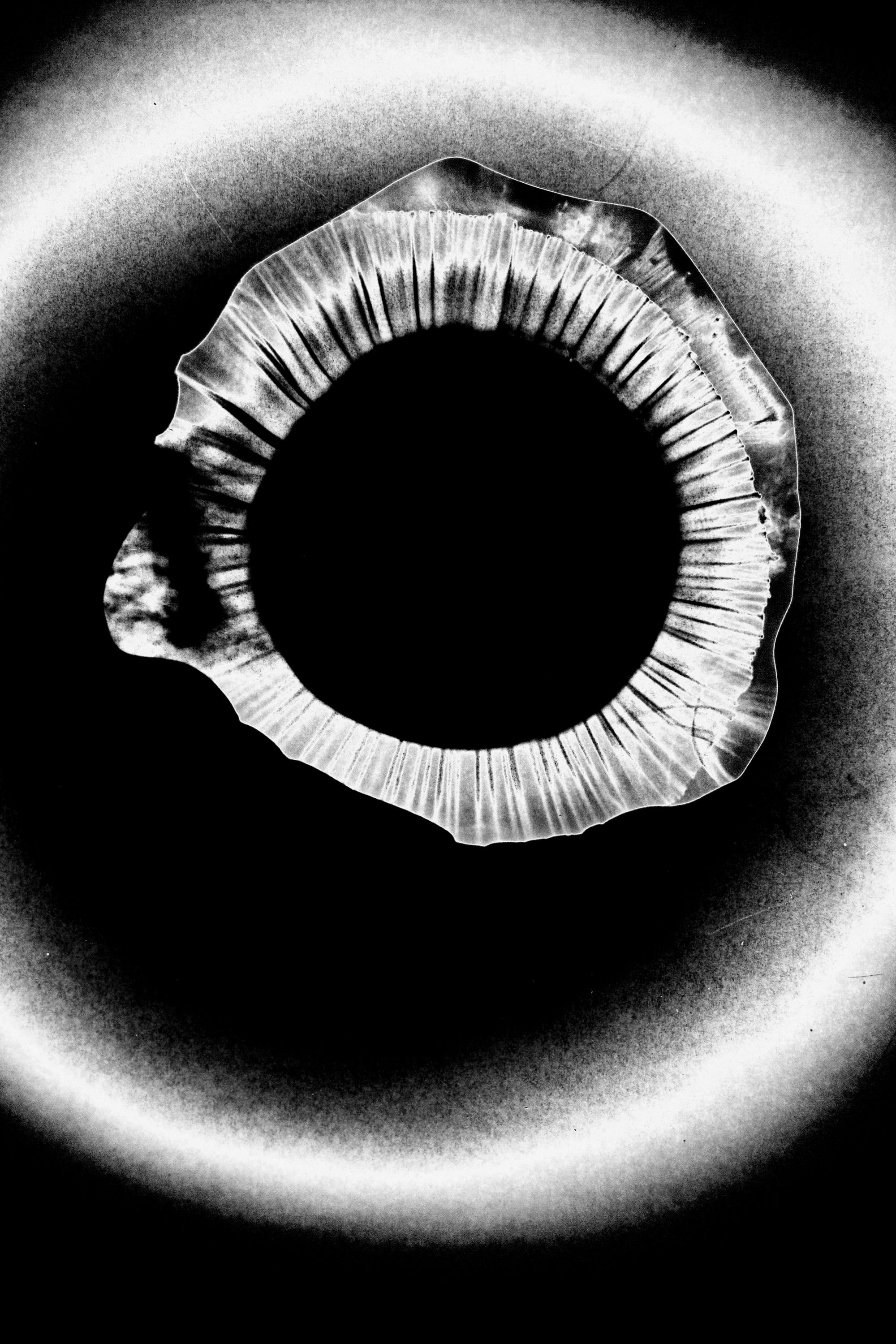 Angewandte Festival 2024 → Refractive Perspectives