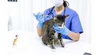 Your Path to Animal Care Excellence: Best Veterinary Schools in the US