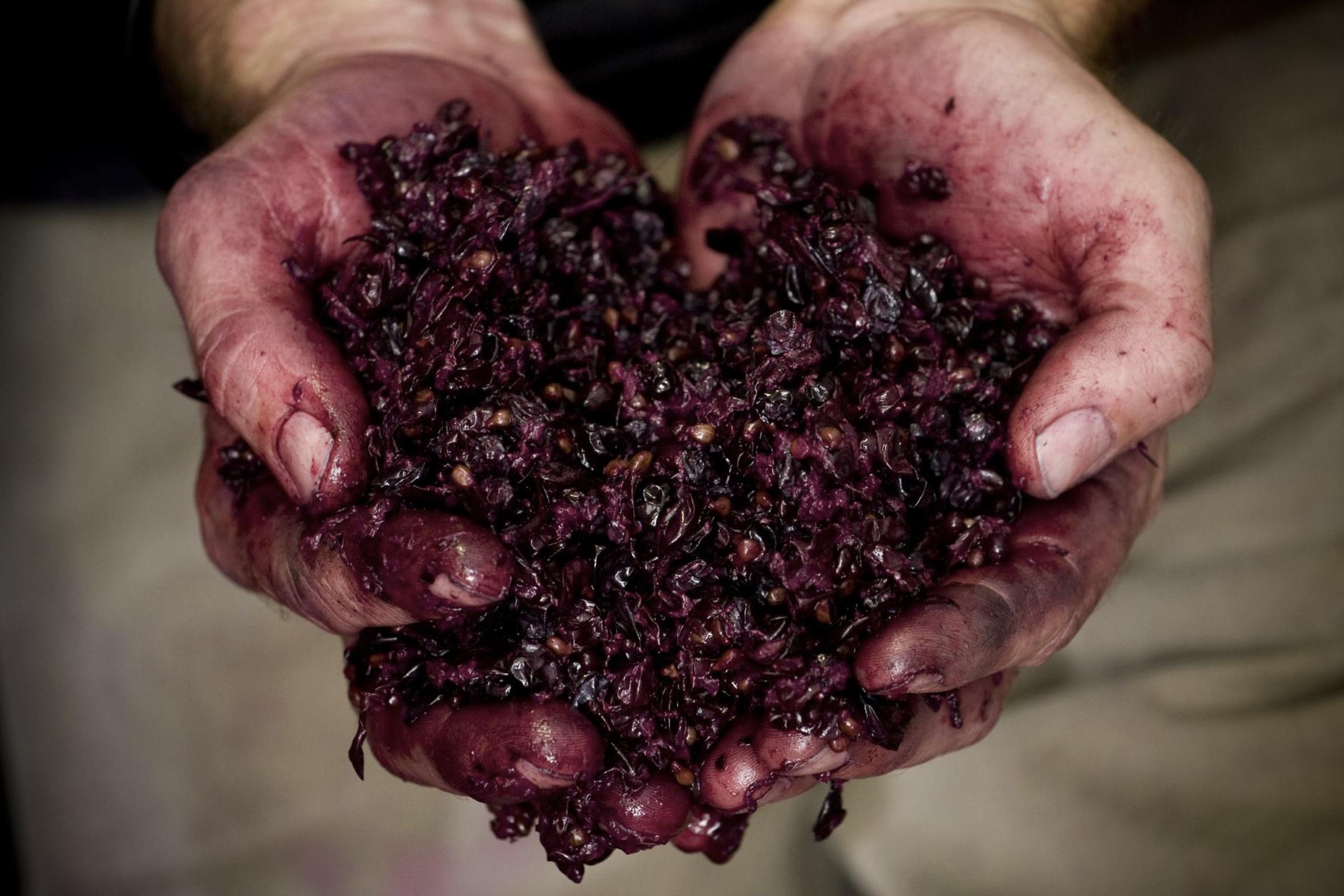 https://a.storyblok.com/f/105614/1818x1212/17d42d6dae/gemtree-mikes-hands-with-grapes.jpg