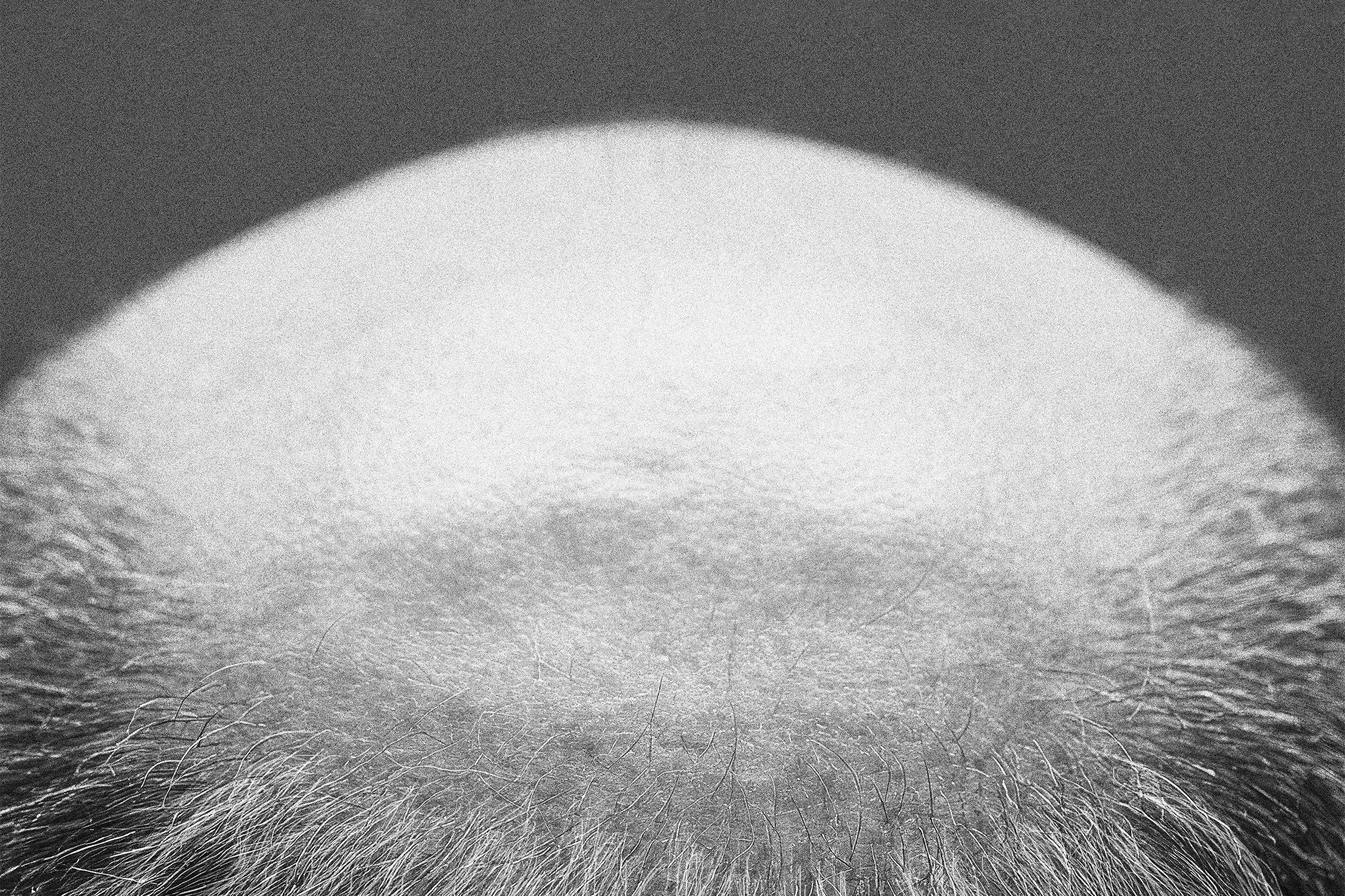 Vasas flora och fauna